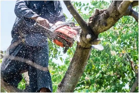 tree services Central